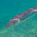 catamarano-caraibi-barracuda