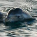 catamarano-caraibi-delfini