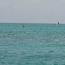 Barbuda - catamarani noleggio Caraibi - © Galliano